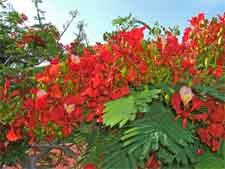 Flamboyantblüten